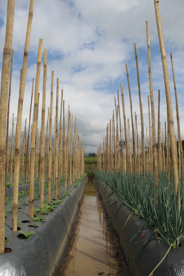 Bamboo farm