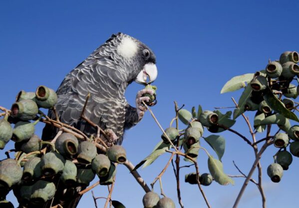 cuckatoo