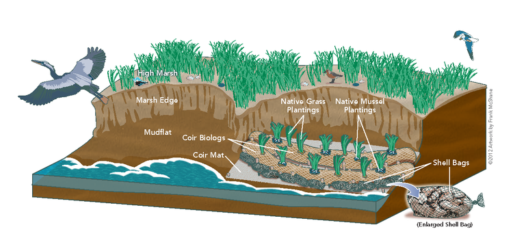 Living Shorelines