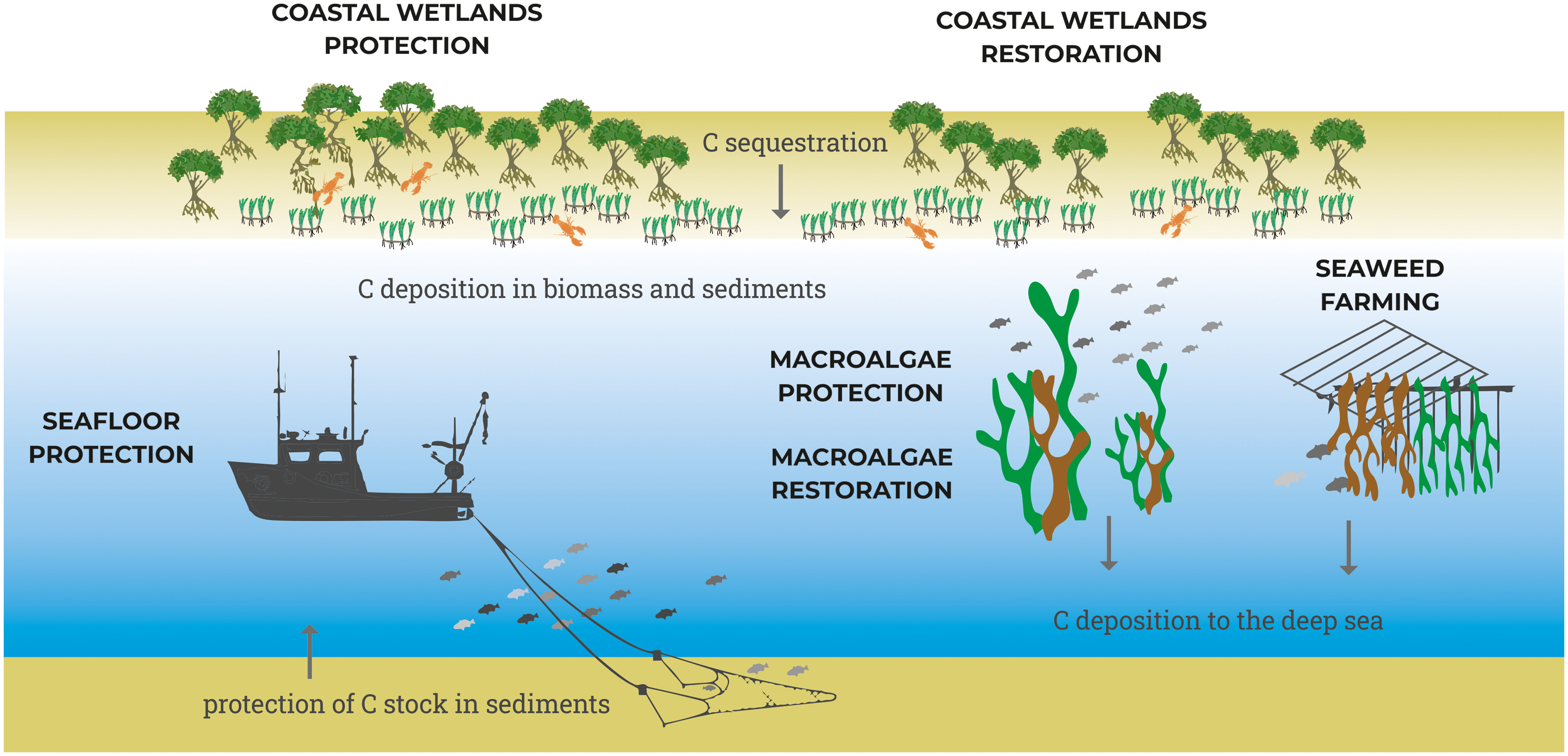 Ocean-based climate solutions involve protecting/restoring blue carbon sinks, expanding seaweed farming, all implementable within Marine Protected Areas (MPAs).