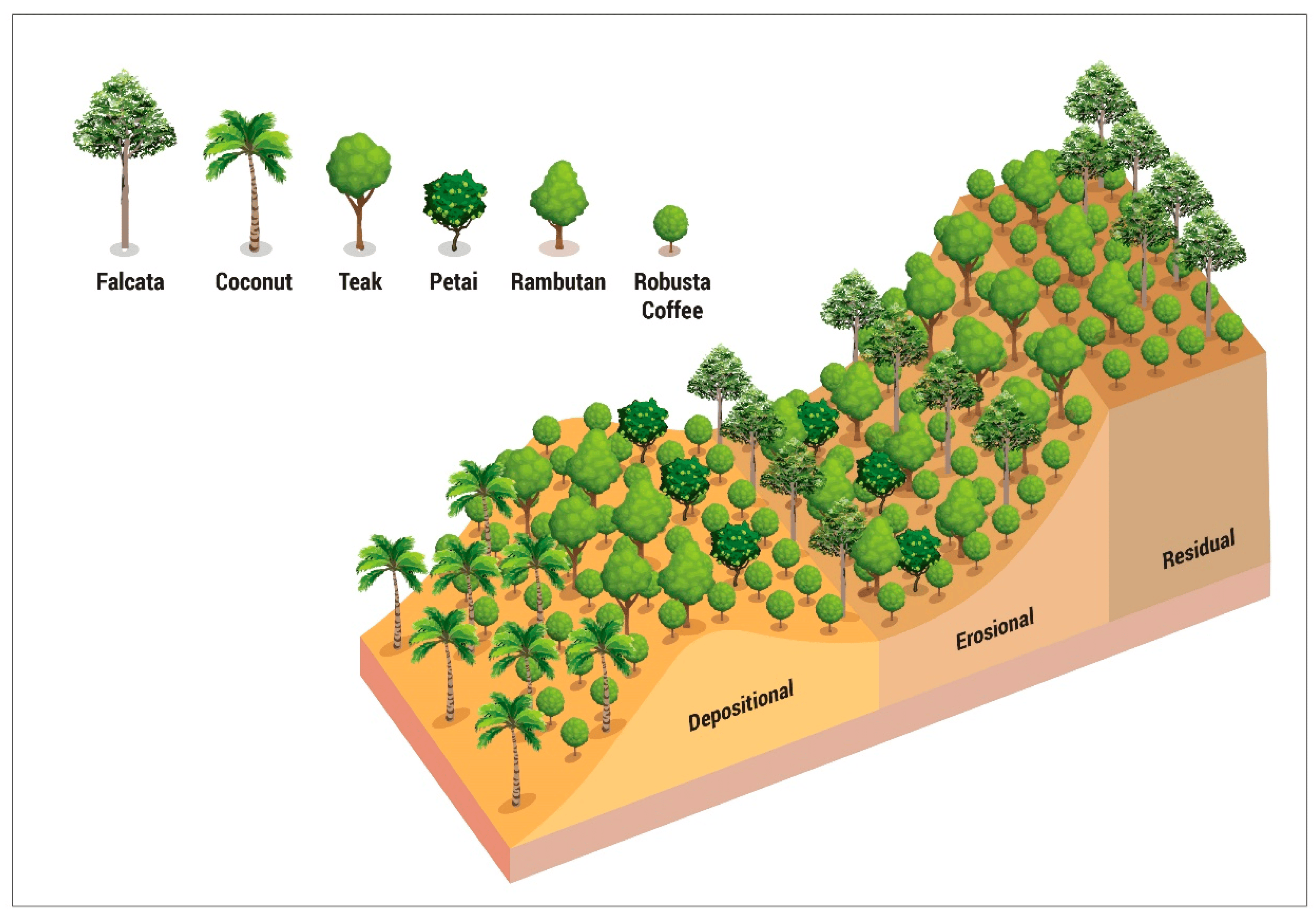 The Falcata plants are randomly distributed on the residual and erosional slope units in the agroforestry. The multilayer trees sequentially consist of Falcata–Petai–Teak–Rambutan and Coffee plants.