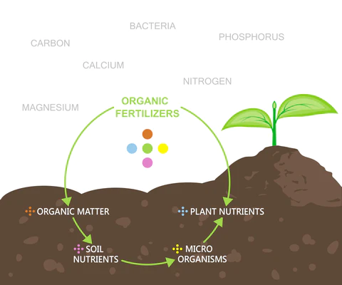 Nutrient availability and their interaction with soil significantly impact crop development.