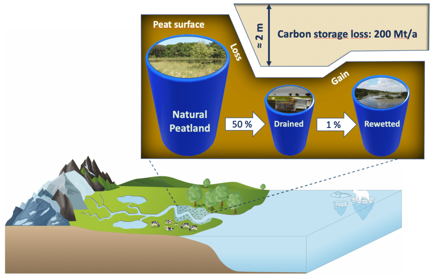 Drained peatlands emit substantial amounts of carbon dioxide and have lost their important habitat function as well as their role as nutrient sinks and water storages.