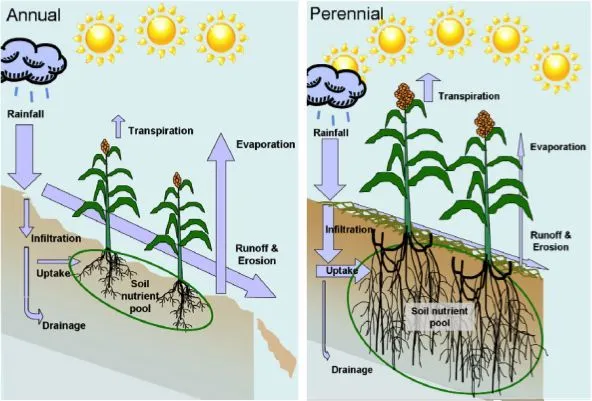 This picture compares annual and perennial plants as well as highlight the ability of perennial plants to sequester or hold carbon and decrease runoff and erosion.