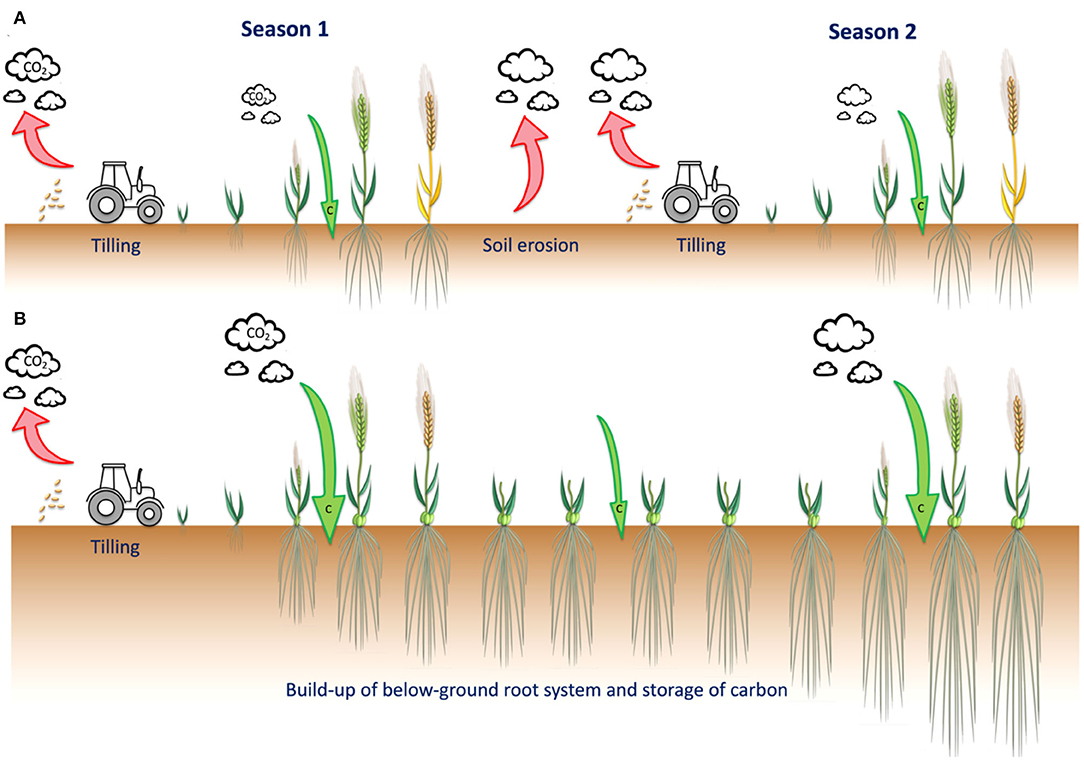 Annual crops, reliant on machinery for tilling and sowing, increase soil erosion and CO2 emissions by exposing soil aggregates. Perennial crops, needing one-time tilling, last several seasons, storing carbon and contributing more significantly to soil carbon sequestration.