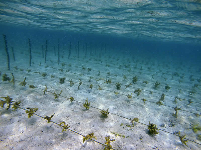 Seaweed farm near Kia Village