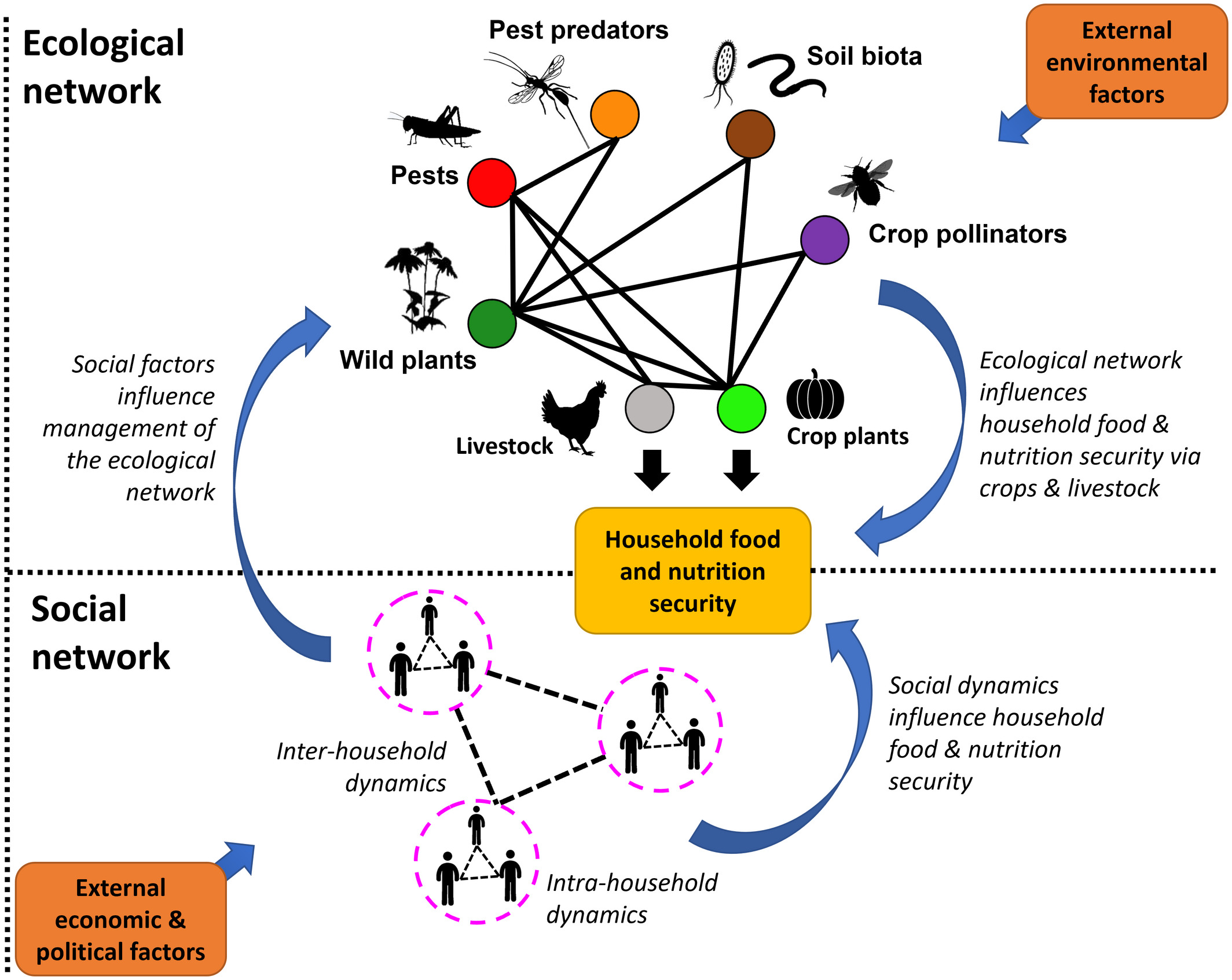 The schematic of a smallholder farming system shows socio-ecological interactions influencing ecosystem services/disservices, production, and social dynamics, all impacting food security.