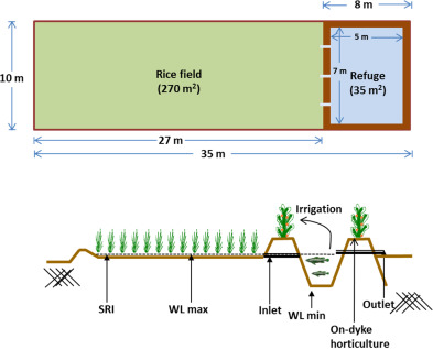 Integrated System of Rice Intensification blended SRI water management with diversified farming (polyculture). A 350m2 plot comprised rice fields, a small pond for irrigation and fish, and bunds for horticultural crops.