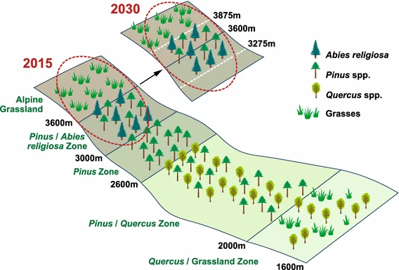 Assisted migration of Abies religiosa 275m upward might be necessary for climate mitigation and to maintain its function for Danaus plexippus.