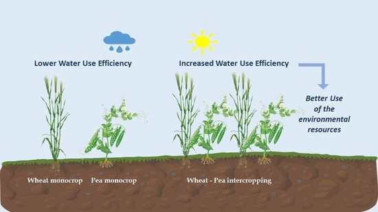 Wheat-Pea intercropping increased water use efficiency