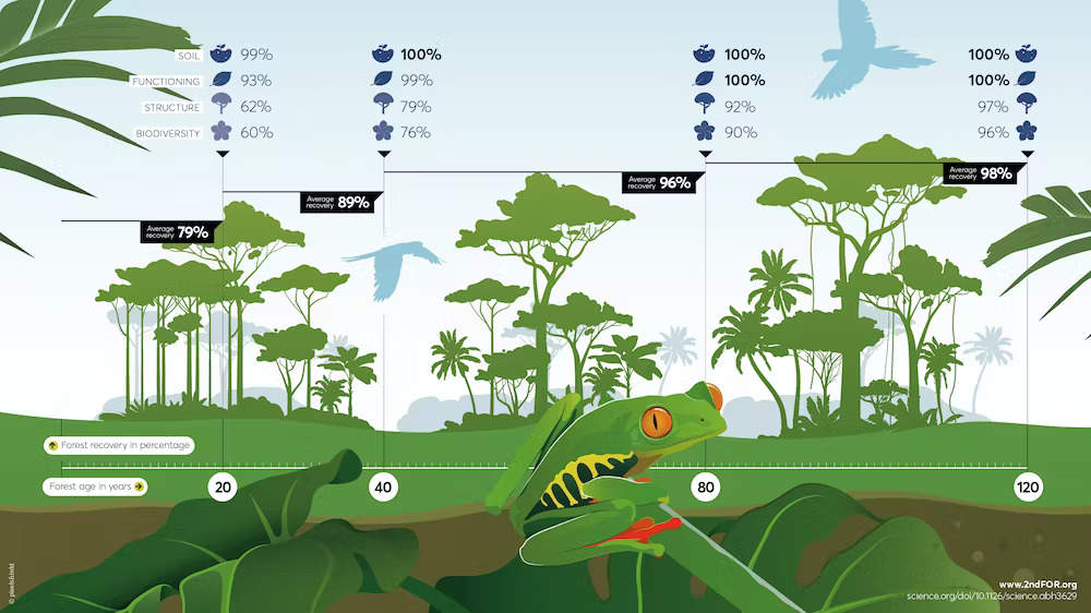 The graphic displays the recovery of soil, ecosystem functioning, forest structure, and tree biodiversity as tropical forests regrow on former agricultural lands.